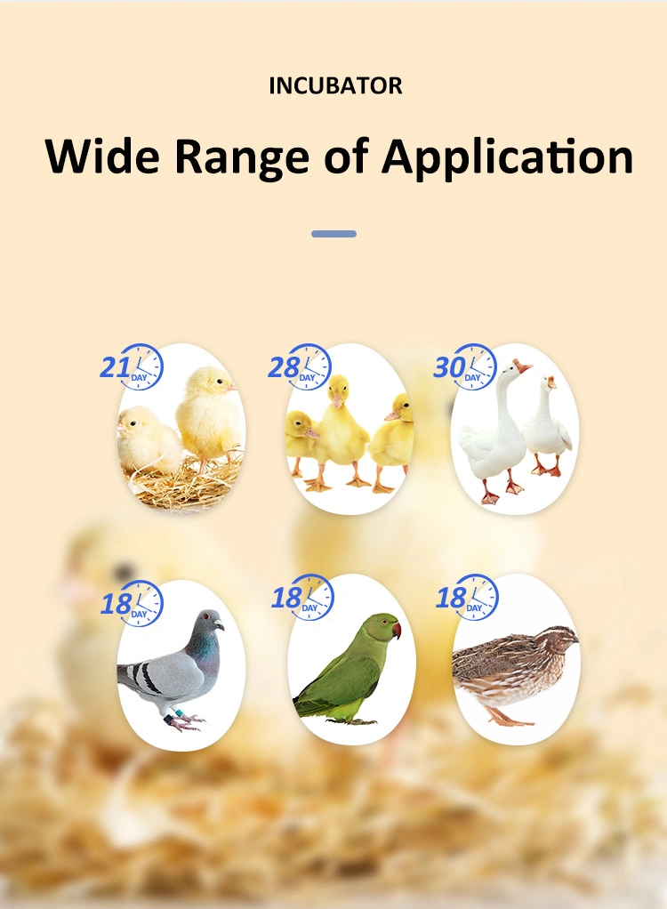 Hhd 840 Mini Automatic Poultry Chicken Egg Incubator