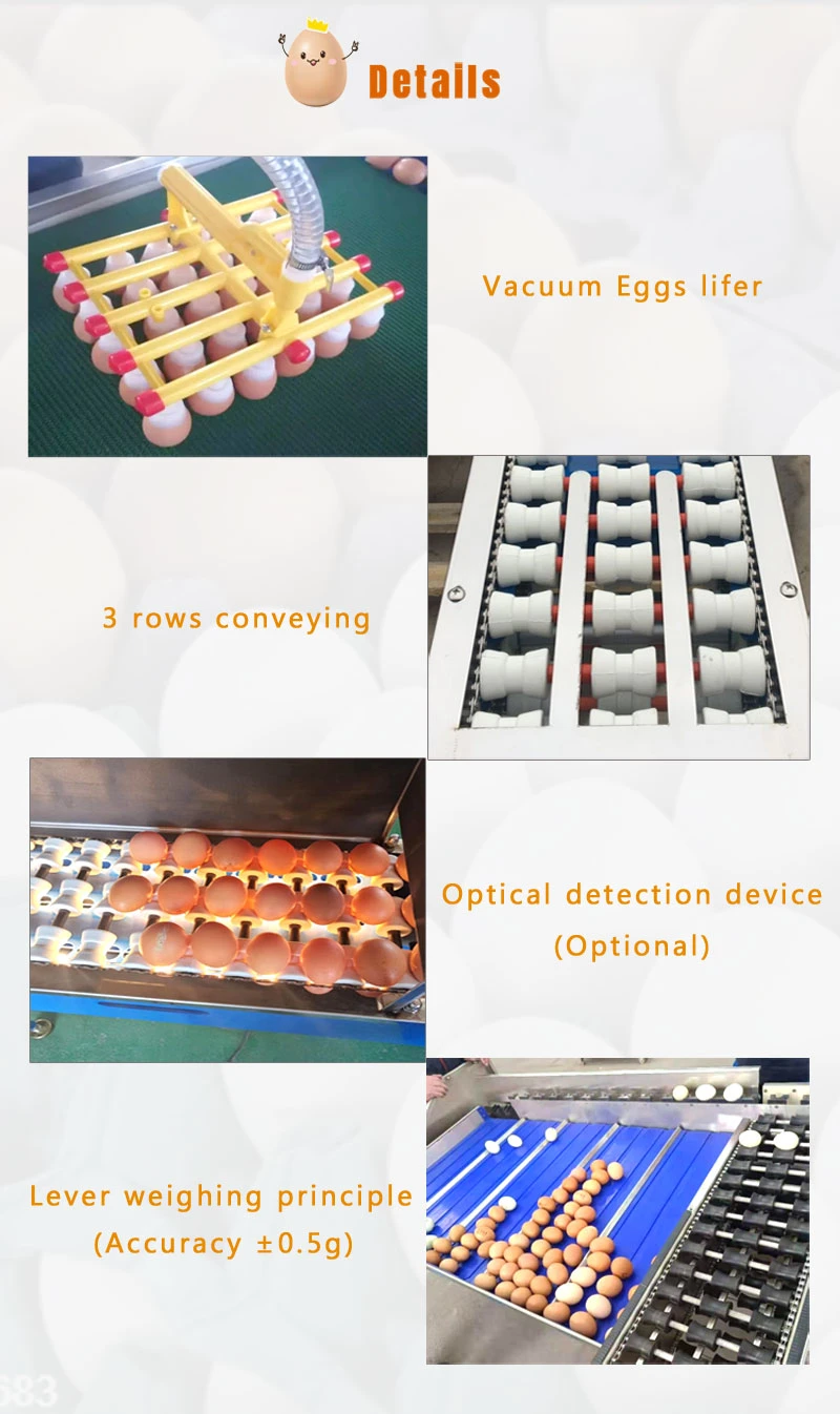 High Efficient Duck Egg Grading Weighing Sorting Machine Price