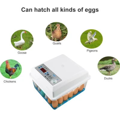 계란 부화기, 전자동 부화기, 계란 부화기, 닭, 거위, 새, 메추라기, 칠면조, 오리, 가금류, 병아리, 부화기